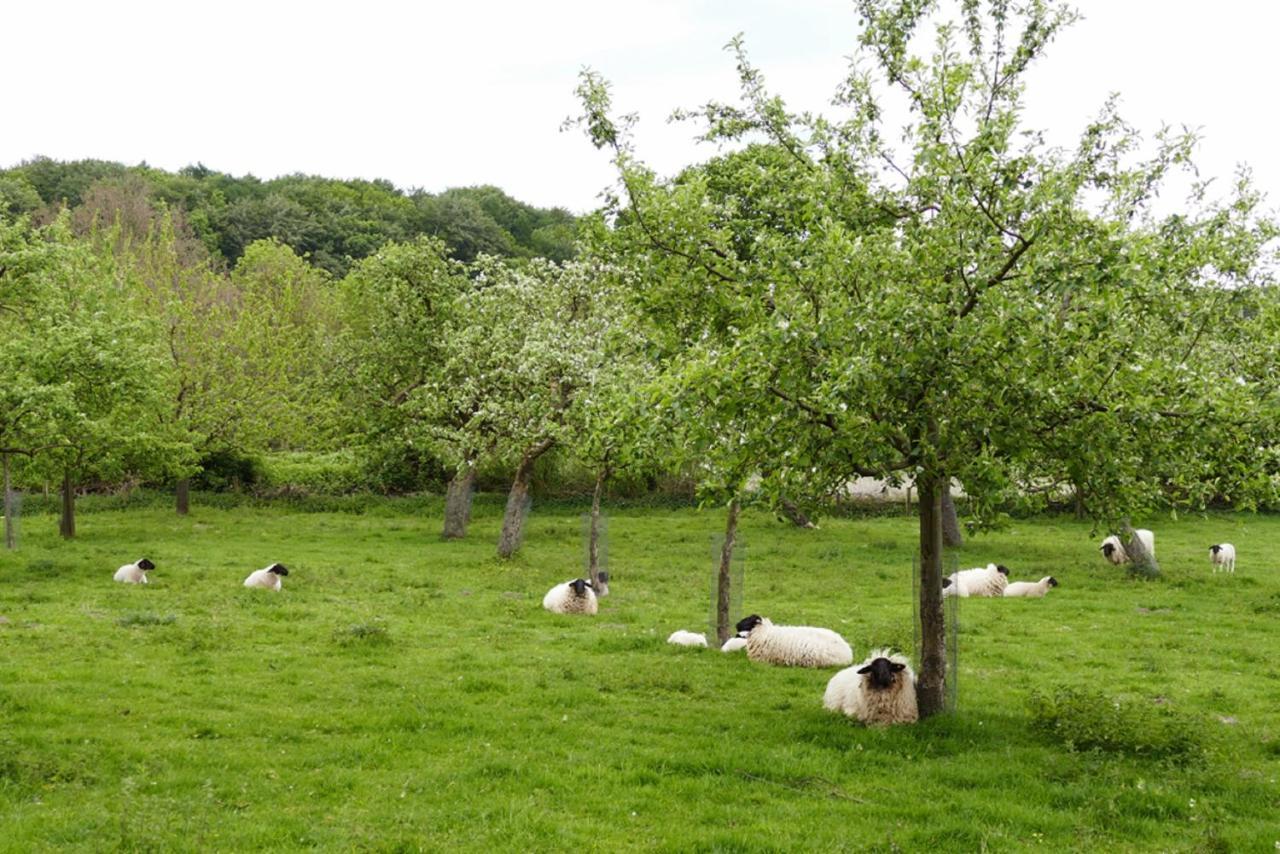Ferienwohnung An Der Obstwiese Borgholzhausen Экстерьер фото
